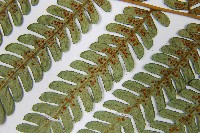 蘭嶼筆筒樹、蘭嶼桫欏藏品圖，第5張