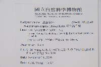 單葉新月蕨藏品圖，第2張