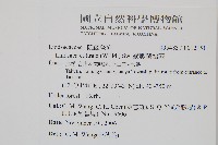 網脈鱗始蕨藏品圖，第2張