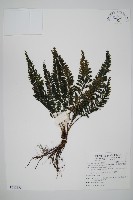 菲律賓厚葉蕨藏品圖，第1張