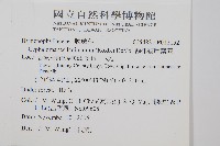 菲律賓厚葉蕨藏品圖，第2張