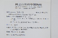 分枝莎草蕨藏品圖，第2張