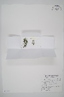 柯氏假脈蕨、假脈蕨藏品圖，第1張