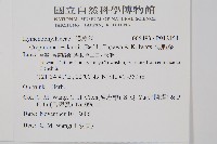 柯氏假脈蕨、假脈蕨藏品圖，第2張