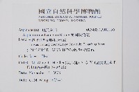 蘭嶼鐵角蕨藏品圖，第2張