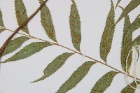 蘭嶼鐵角蕨藏品圖，第3張