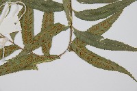 蘭嶼鐵角蕨藏品圖，第4張