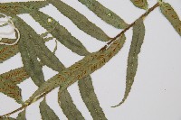 蘭嶼鐵角蕨藏品圖，第5張