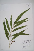 羅蔓藤蕨藏品圖，第1張