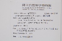 羅蔓藤蕨藏品圖，第2張