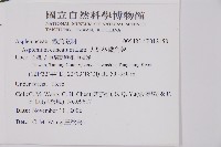 大黑柄鐵角蕨藏品圖，第2張