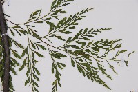 大黑柄鐵角蕨藏品圖，第3張