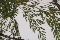 大黑柄鐵角蕨藏品圖，第4張