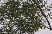 大黑柄鐵角蕨藏品圖，第5張