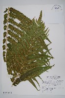 蘭嶼圓腺蕨藏品圖，第1張