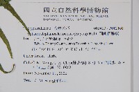 蘭嶼圓腺蕨藏品圖，第2張