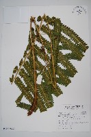 蘭嶼圓腺蕨藏品圖，第3張