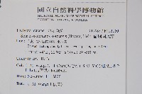 蘭嶼圓腺蕨藏品圖，第4張