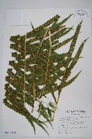 稀毛蕨藏品圖，第3張