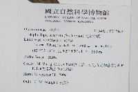 長葉腎蕨藏品圖，第2張