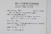 全緣卷柏藏品圖，第2張