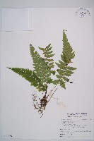 假蹄蓋蕨、東洋蹄蓋蕨藏品圖，第1張