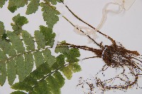 假蹄蓋蕨、東洋蹄蓋蕨藏品圖，第3張