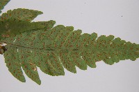 假蹄蓋蕨、東洋蹄蓋蕨藏品圖，第4張