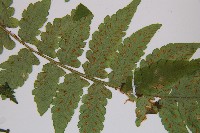 假蹄蓋蕨、東洋蹄蓋蕨藏品圖，第5張