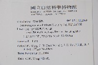 蘭嶼車前蕨藏品圖，第2張