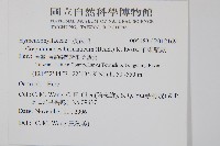 華東瓶蕨藏品圖，第2張