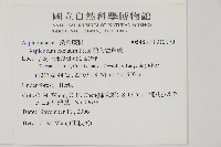 剪葉鐵角蕨藏品圖，第2張