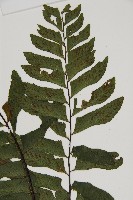 剪葉鐵角蕨藏品圖，第3張