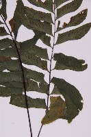 剪葉鐵角蕨藏品圖，第4張