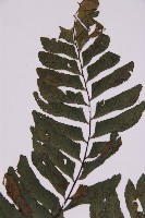 剪葉鐵角蕨藏品圖，第5張