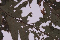 雲南三叉蕨藏品圖，第3張