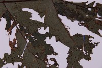 雲南三叉蕨藏品圖，第4張