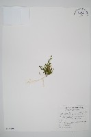 長片蕨藏品圖，第1張