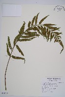 萊氏鐵角蕨藏品圖，第1張