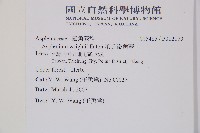 萊氏鐵角蕨藏品圖，第2張