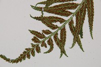 萊氏鐵角蕨藏品圖，第3張