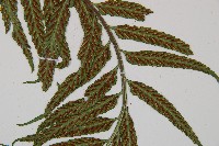 萊氏鐵角蕨藏品圖，第4張