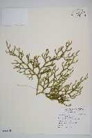 過山龍藏品圖，第1張