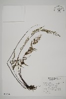 粉葉蕨藏品圖，第1張