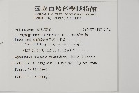 粉葉蕨藏品圖，第2張