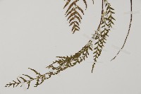 粉葉蕨藏品圖，第3張