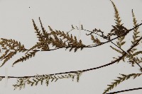 粉葉蕨藏品圖，第4張