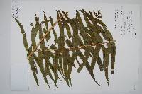 長葉腎蕨藏品圖，第1張
