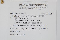 長葉腎蕨藏品圖，第2張