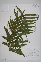 大葉毛蕨藏品圖，第1張